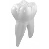 Zęby trzonowe-model