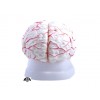 Mózg z naczyniami - model 8 częściowy