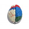 Mózg model kolorowy - 8 częściowy