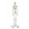 Szkielet człowieka 180 cm (realny rozmiar)