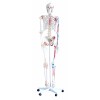 Szkielet człowieka 180 cm z mięśniami i wiązadłami