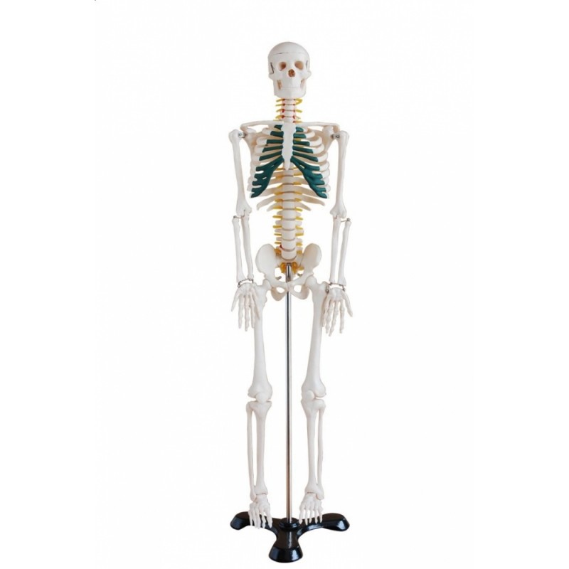 Szkielet człowieka średni z nerwami rdzeniowymi 85 cm