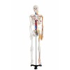 Średni Szkielet z nerwami oraz naczyniami krwionośnymi 85 cm