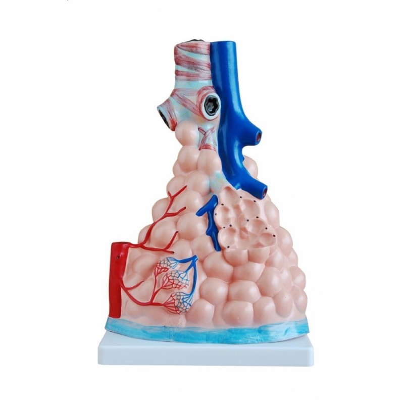 Powiększony model pęcherzyków płucnych