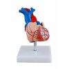 Model serca - rozmiar rzeczywisty