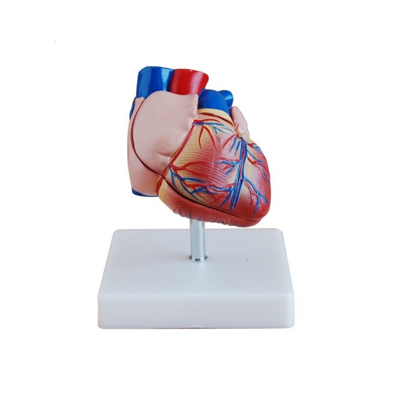 Model II serca - rozmiar rzeczywisty