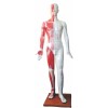 Model człowieka z punktami akupunktury 178cm