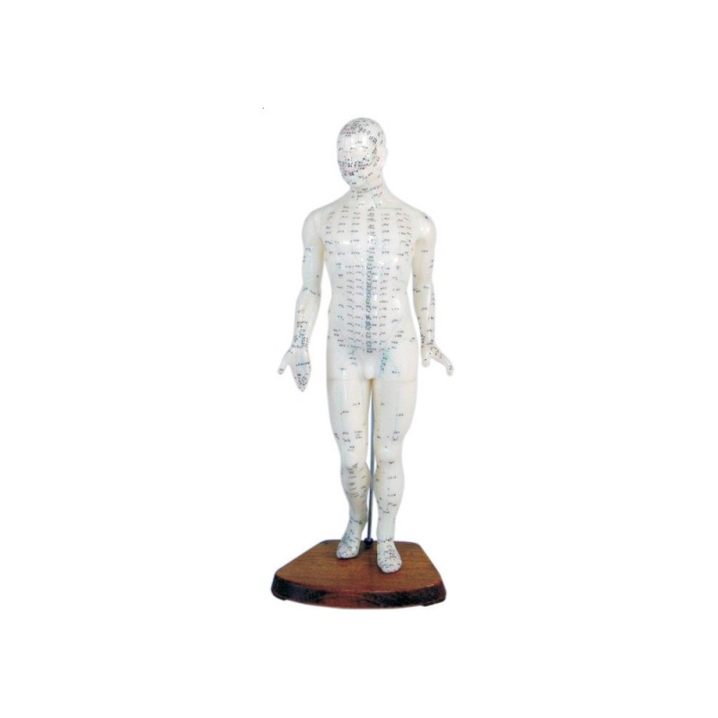 Model budowy człowieka – akupunktura (mężczyzna 46cm)
