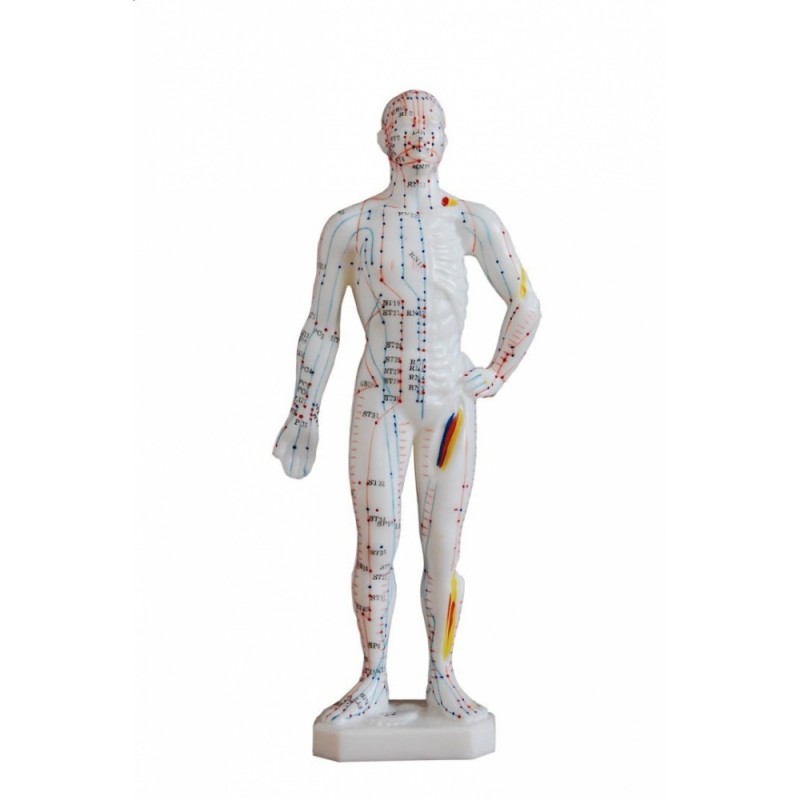 Model budowy człowieka – akupunktura 26cm