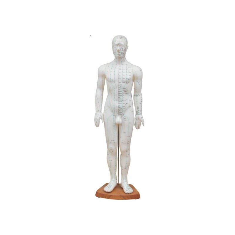 Model budowy człowieka– akupunktura (mężczyzna 60cm)