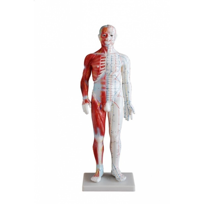 Model budowy człowieka akupunktura/mięśnie (mężczyzna 60cm)