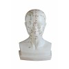 Model głowy - akupunktura (rozmiar rzeczywisty)