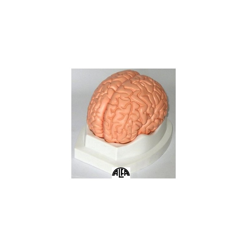 Mózg 2 części - model