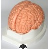 Mózg 2 części - model