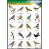 Ptaki śpiewające - polska przyroda